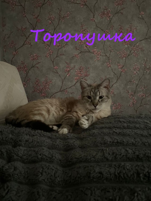 Жизнь домашнего приюта "Котоленд" 390