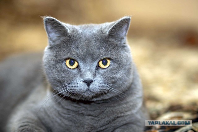 Кошкопортрет