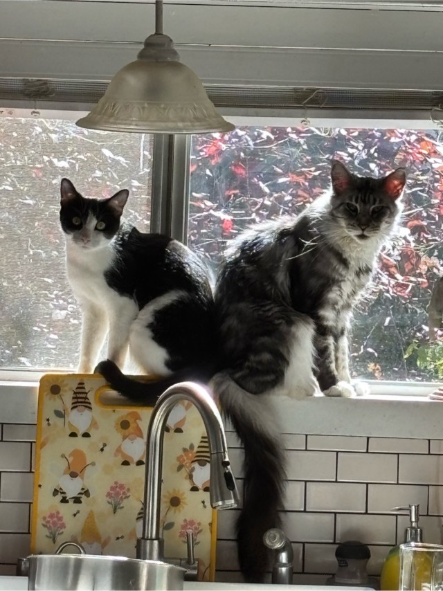 Котовторнику да