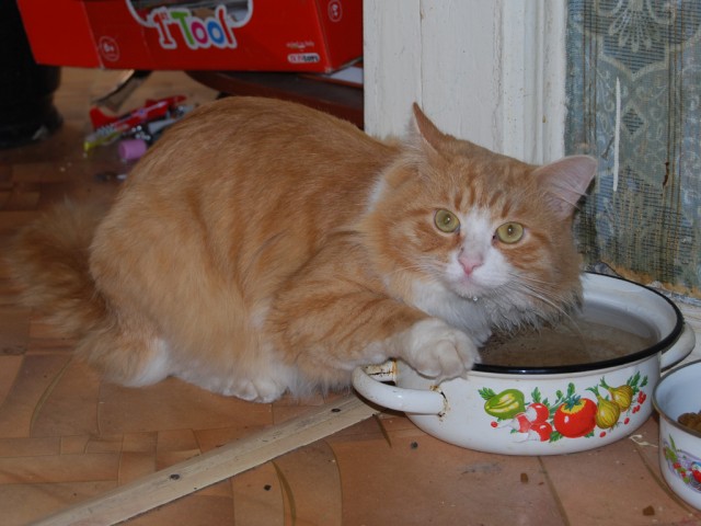 Котовторник 9.07.2013