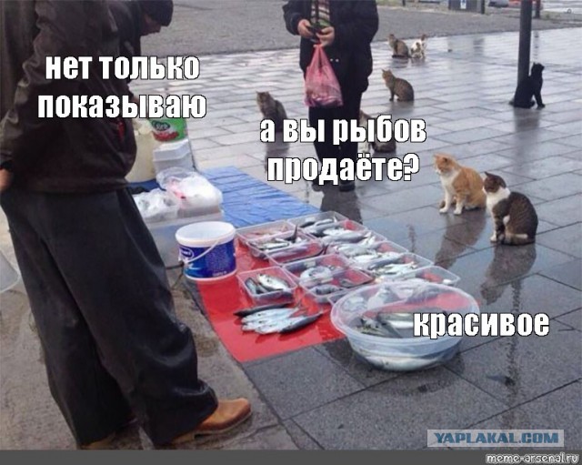 Лиса кабану нажаловалась