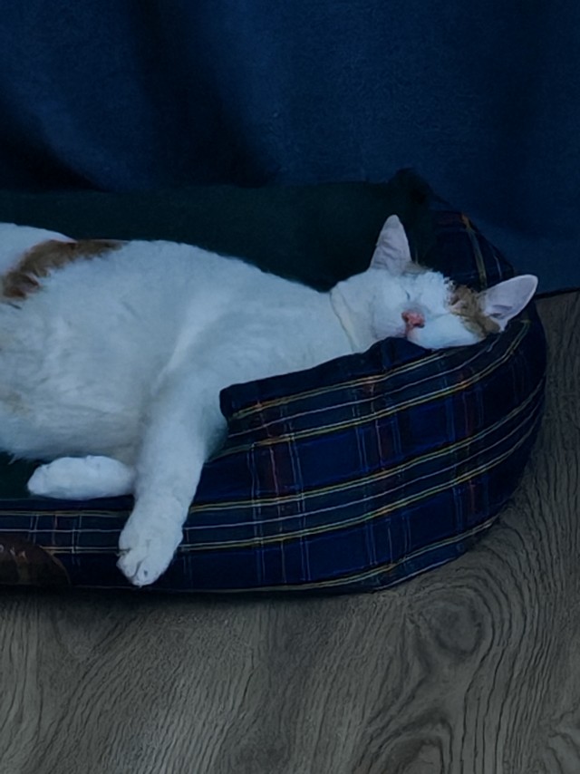 Котовторник 24.02
