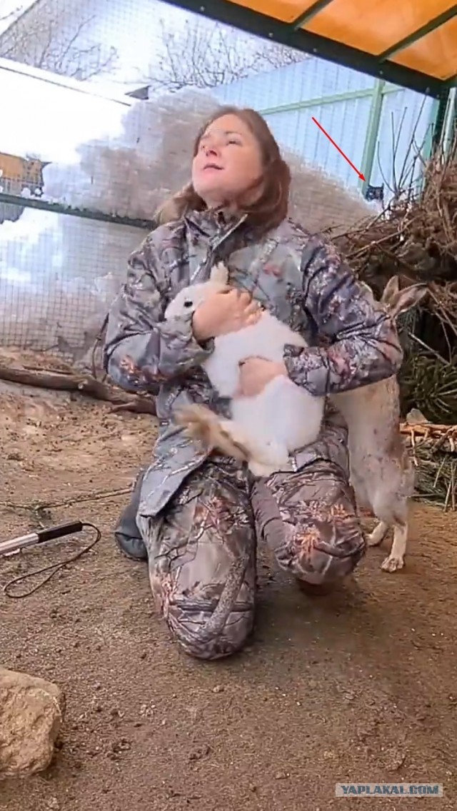 *БАЯН*Быдло зайчье