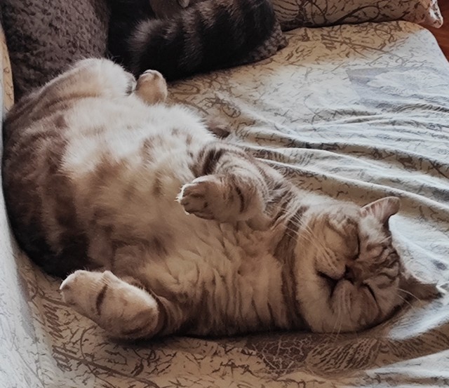 Мои сфинксы