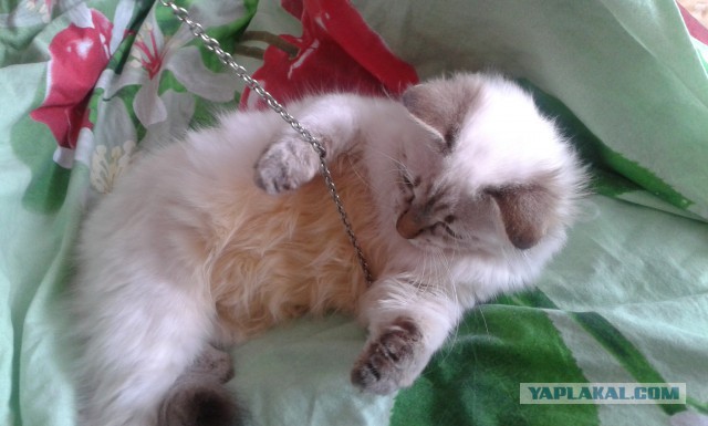 Котовторник 04.03.2014