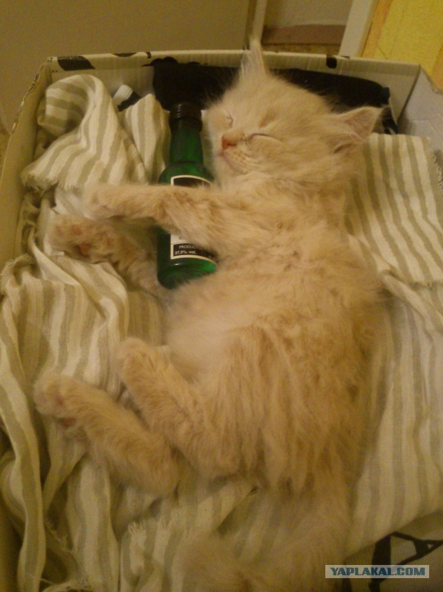 Котовторник 18.03.2014