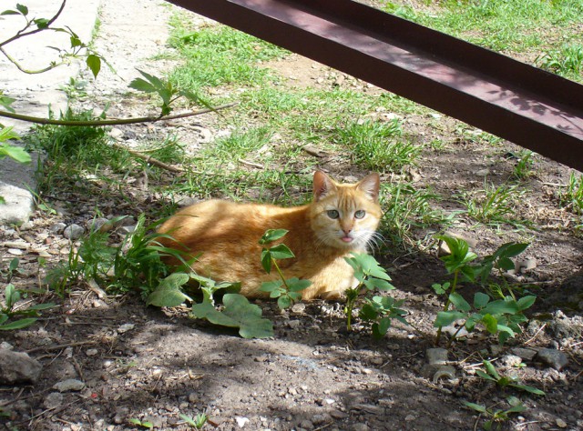 Котовторник 27.5.2014