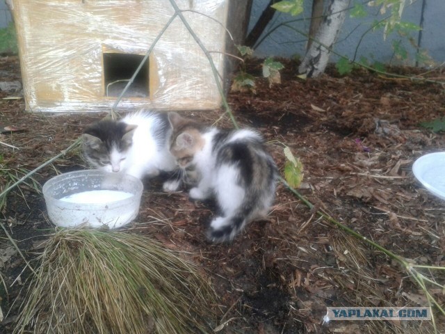 Котовторник 02.09.2014