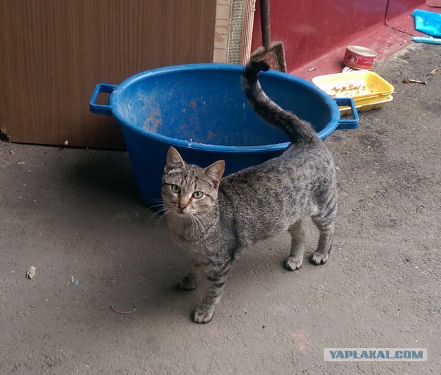 Котовторник 16.09.14