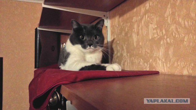 Котовторник 2.12.14