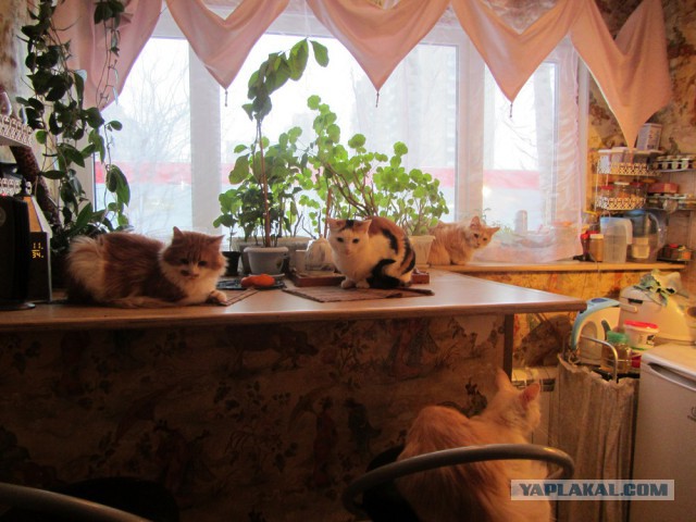 Котовторник 20.01.2015