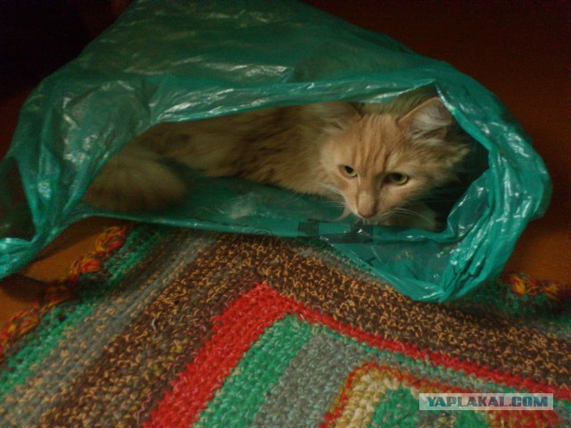 Котовторник 16.06.2015., Котовторник наступил!