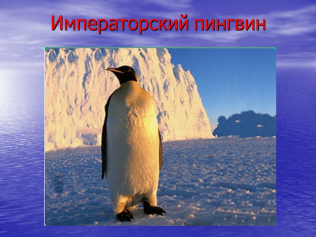 Дуся