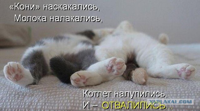 Как спят кошки....