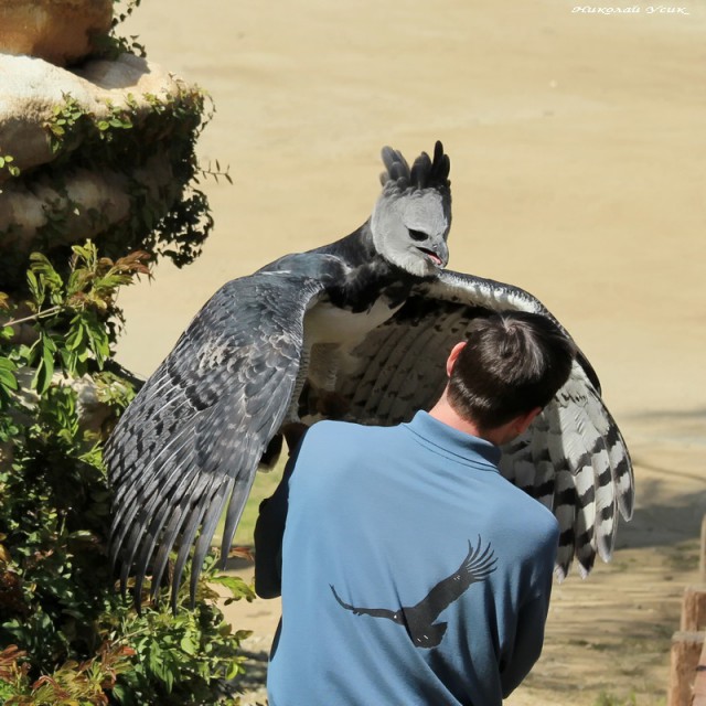 Гарпия - одна из самых крупных хищных птиц
