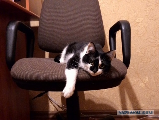 Котовторник 01.12.2015