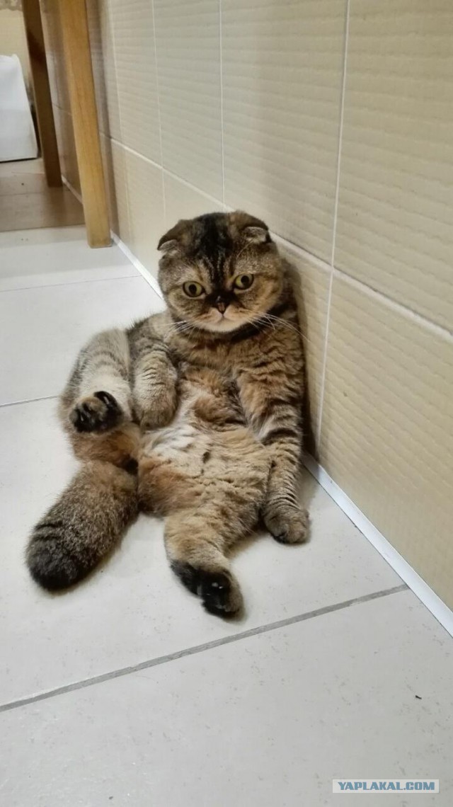 Котовторник