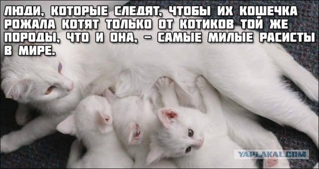 А чо так дорого?!
