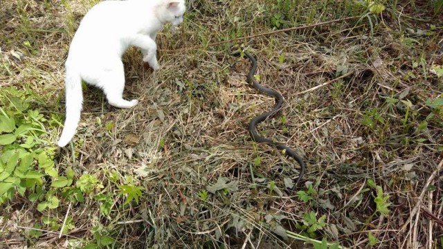 Котовторник 19.07.2016