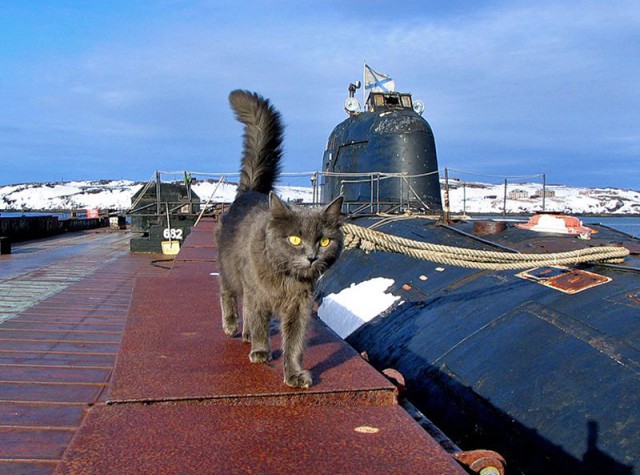 Коты Северного флота