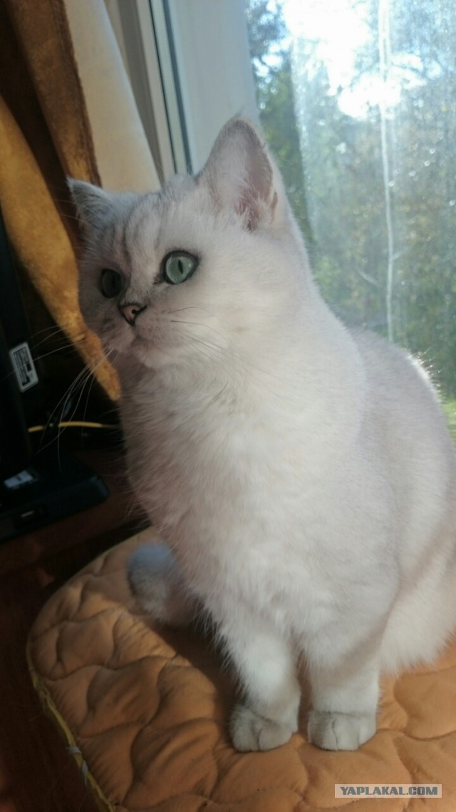Котовторник 07.02.2017