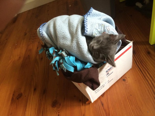 Коты и Кошки