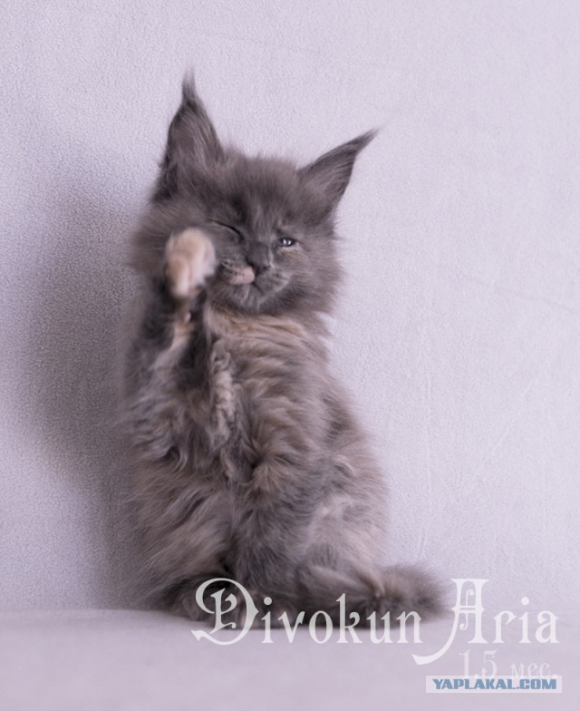Котовторник 18.07.2017