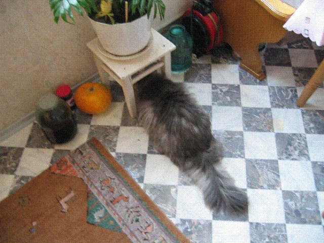 Коты и Кошки