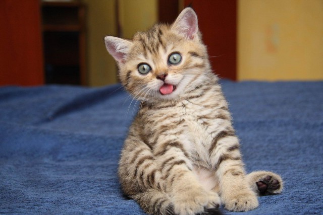 Коты и Кошки