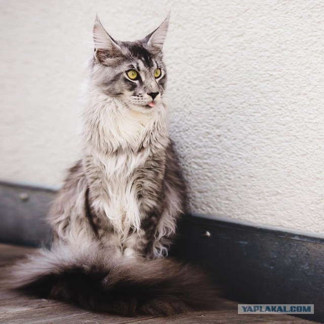 Котовторник 31.10.2017