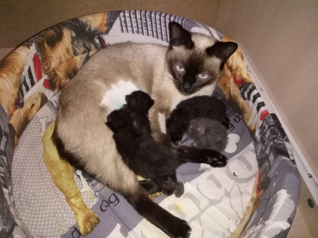 Котовторник  14.11.2017