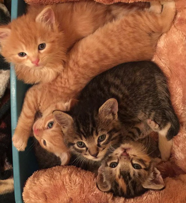 Коты и Кошки