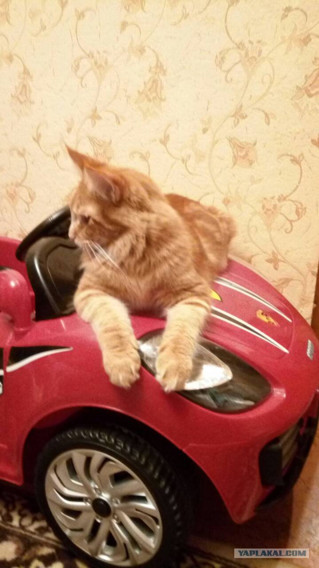 Котовторник  23.01.2018