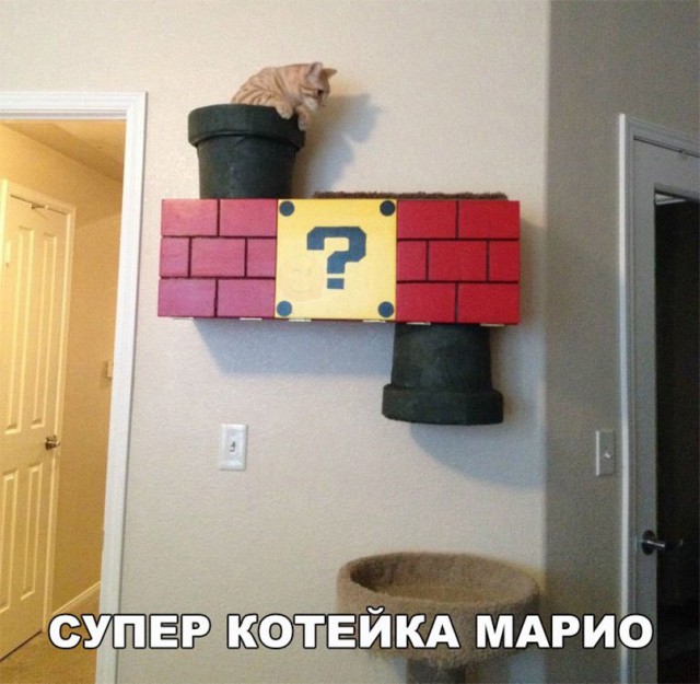 Прикольных котов пост