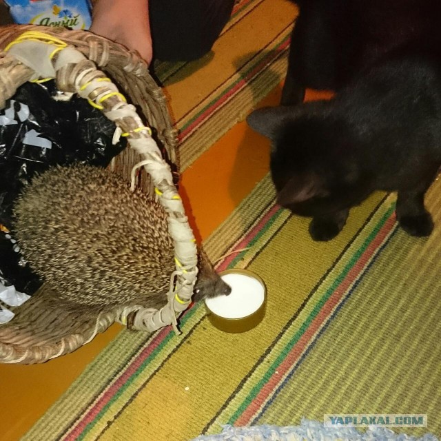 Котовторник 24.04.2018