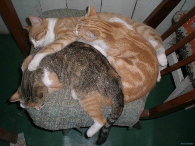 Котовторник (13.01)