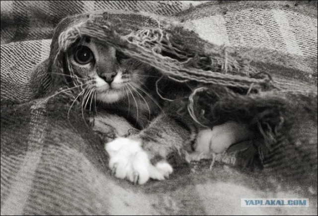 Котовторник ужасов (36 фот)