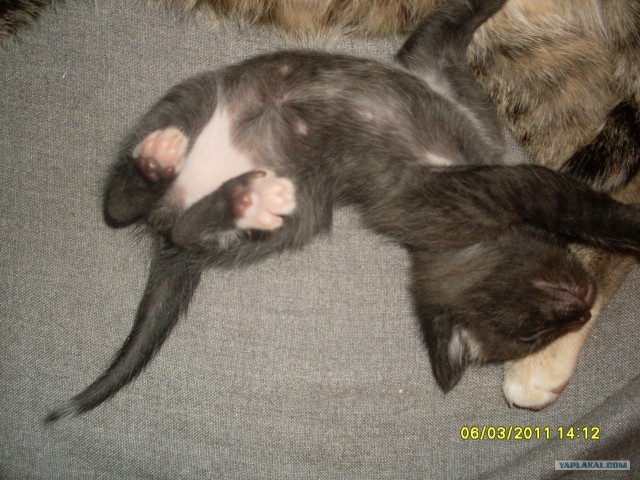 Котовторник так котовторник!