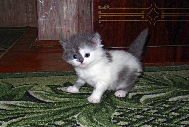 Котовторник 27.12.11