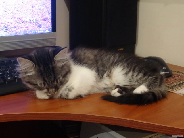 Котовторник! 13.03.2012