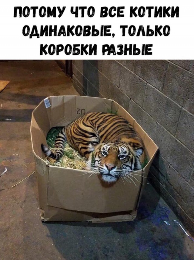 Нестандартный юмор
