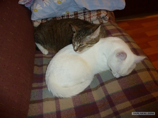 Котовторник 1 мая 2012