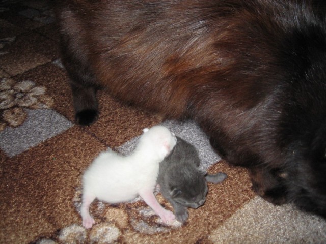 Котовторник на 26.06.12