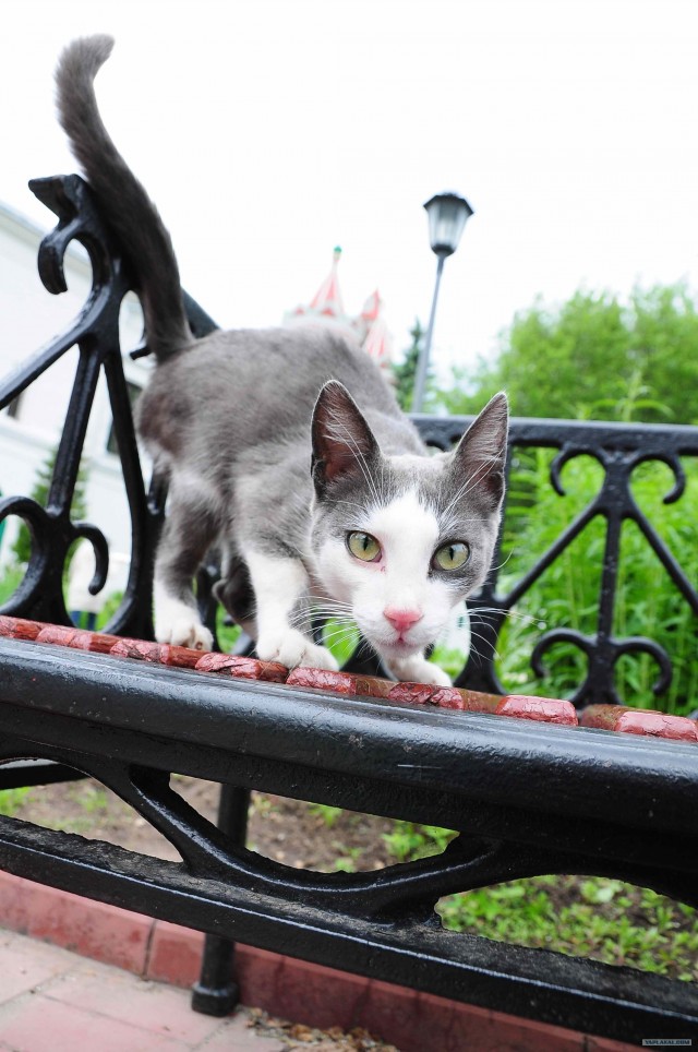 Котовторник 10. 07. 2012