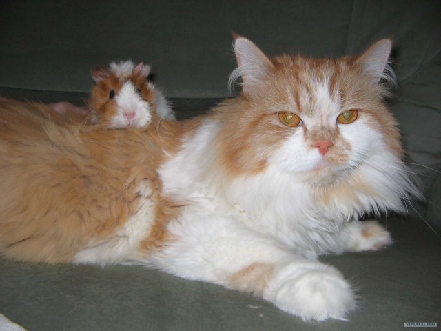 Котовторник 24.07.2012