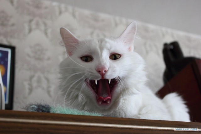 Котовторник  16.10.12