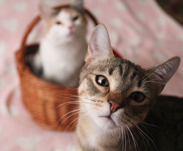 Прикольных котов пост