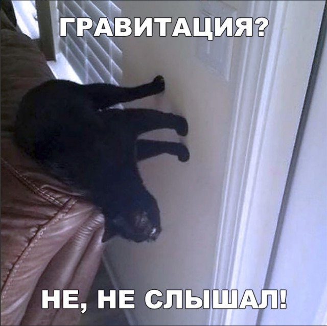 Забавные фото котеек