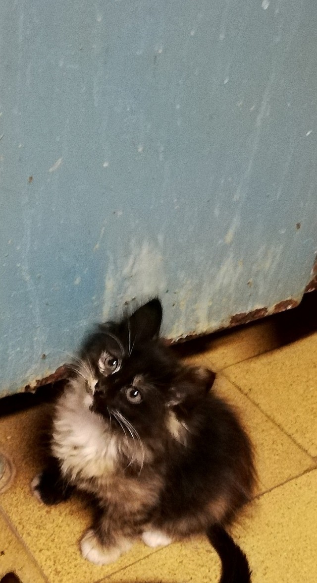 Забавные фото котеек