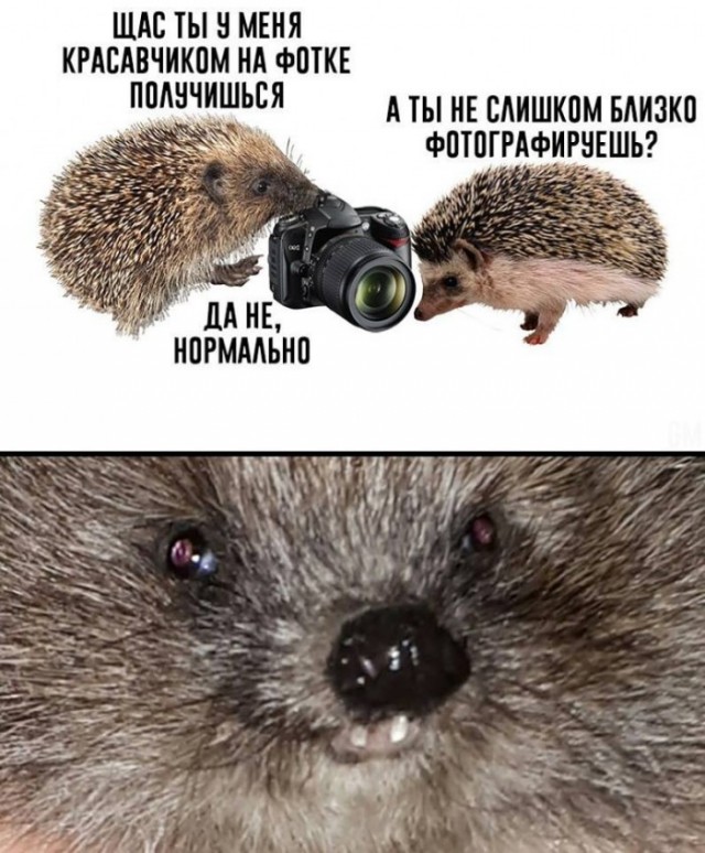 Картиношный винегрет с щепоткой упоротого юмора
